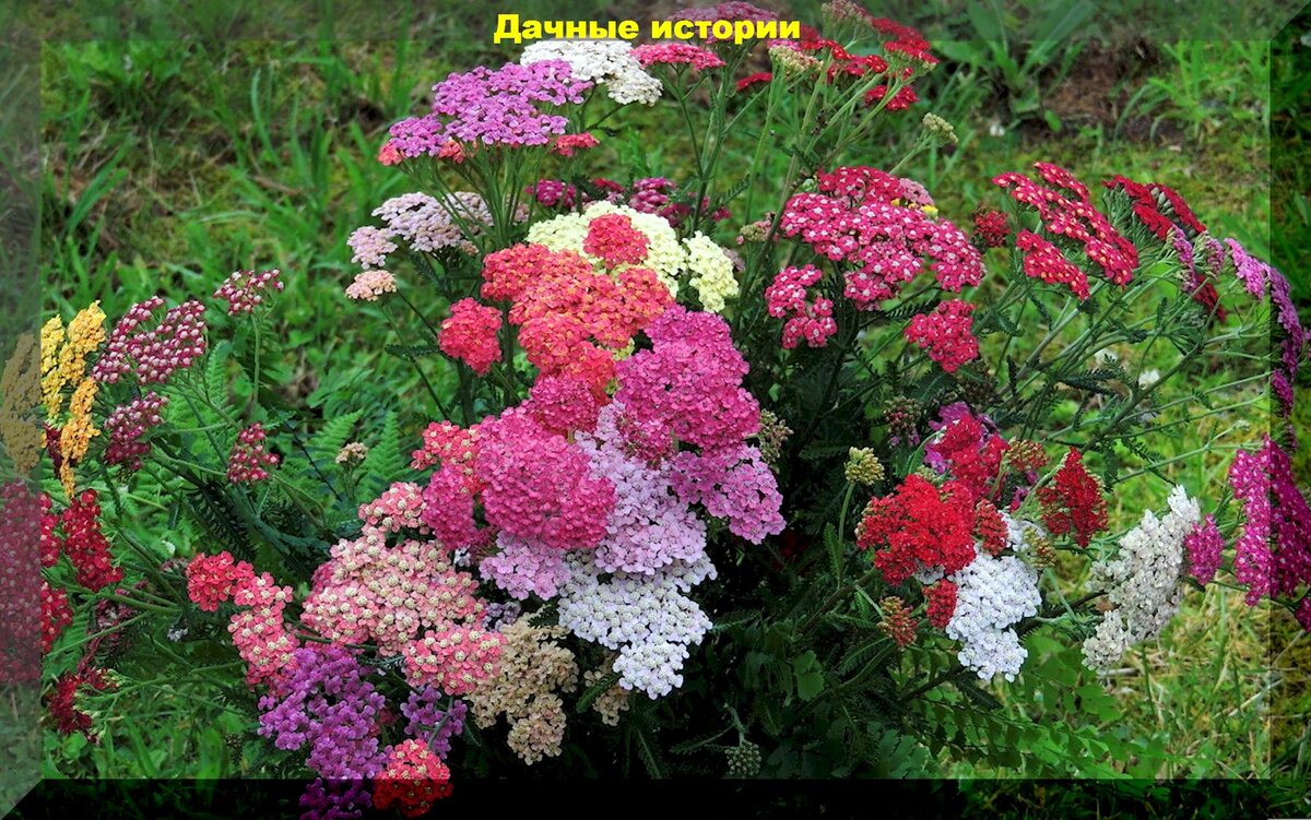 Июльская цветущая красота: очень красивые и при этом неприхотливые цветущие растения, для клумбы в середине лета