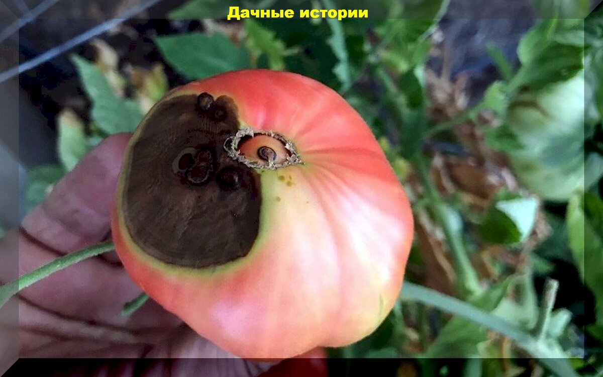 Секреты большого урожая томатов: защита томатов от вершинной гнили и фитофтороза, а так же проверенные способы увеличения урожая