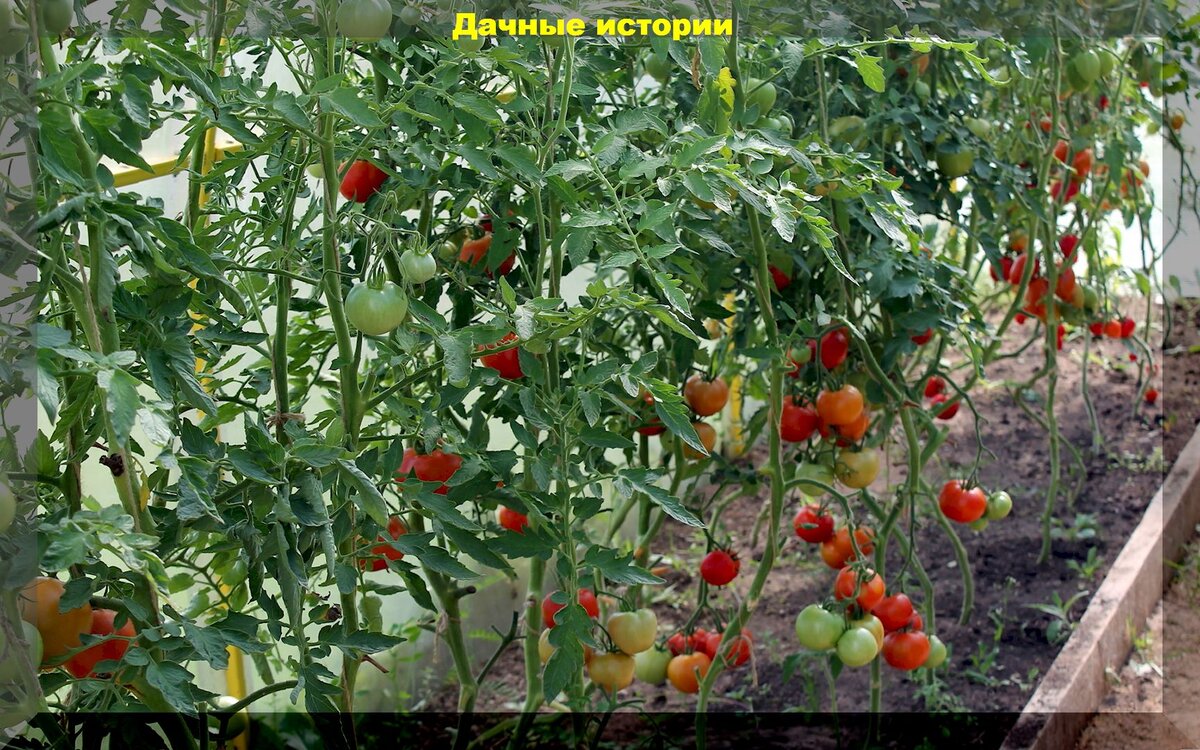 Секреты большого урожая томатов: защита томатов от вершинной гнили и фитофтороза, а так же проверенные способы увеличения урожая