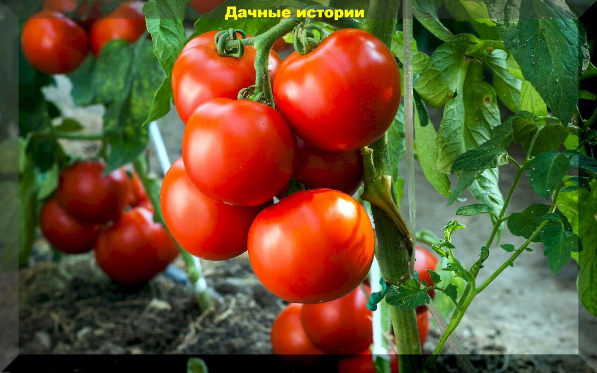 Проблемы в уходе за томатами: частые проблемы, очевидные и неочевидные ошибки возникающие при выращивании томатов и способы их устранения