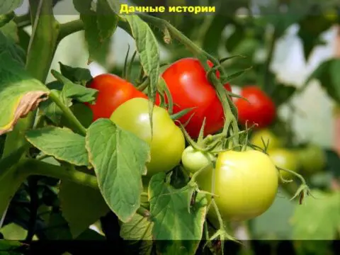 Томаты в августе - важные советы и возможные проблемы: почему помидоры трескаются, поражаются кладоспориозом и вершинной гнилью