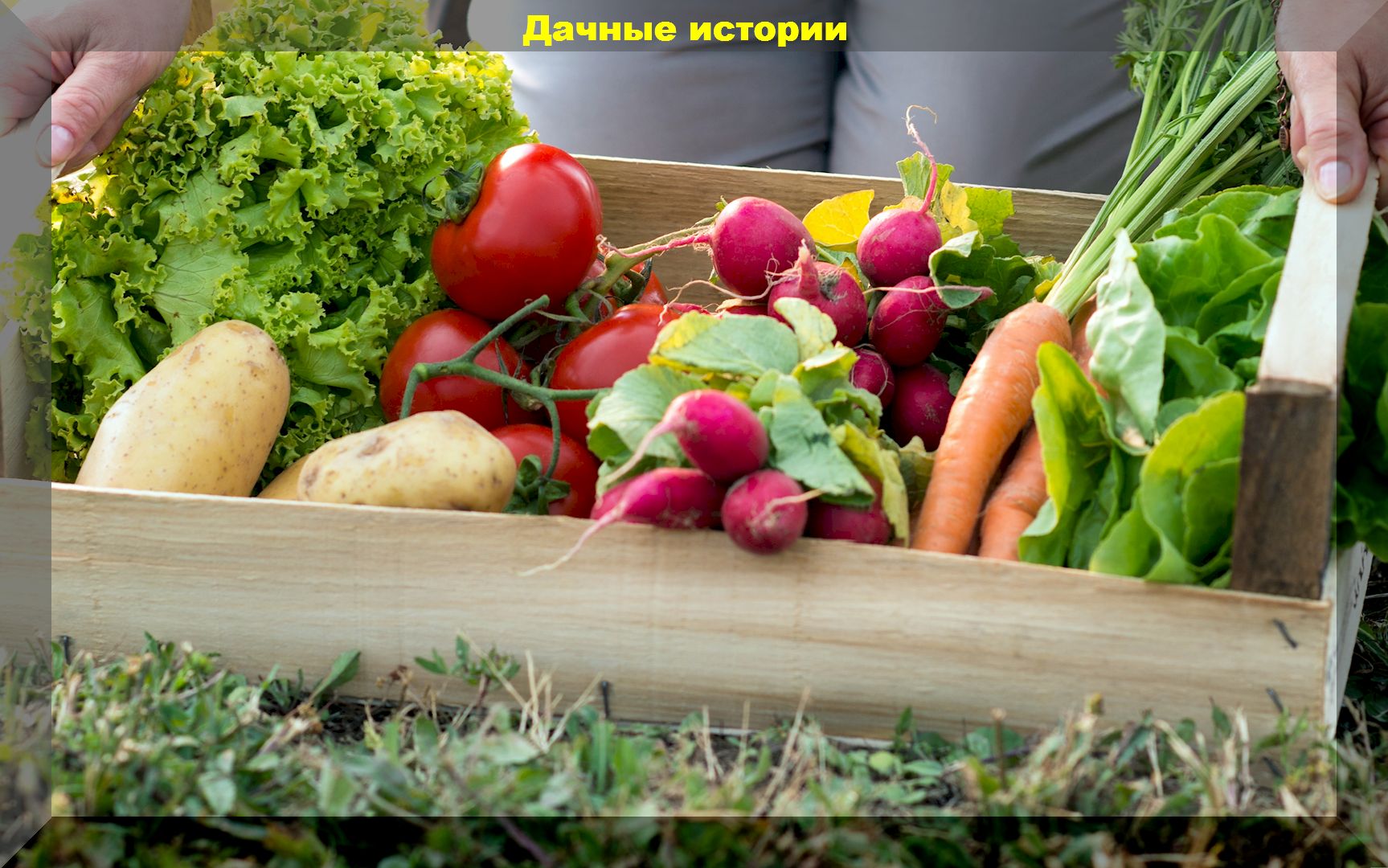 Дачные рассказы. Beautiful Vegetables.