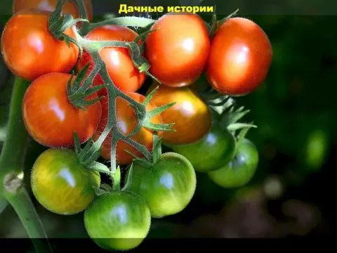 Очевидные и не очевидные ошибки дачника которые могут привести к потере урожая томатов