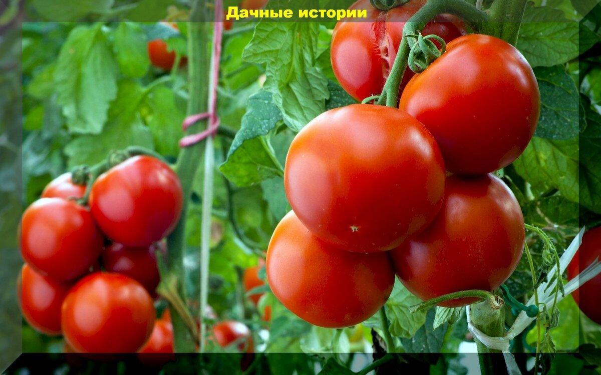 Нюансы выращивания томатов в августе: хлороз и желтые плечики, как ускорить покраснение томатов, как правильно собирать семена