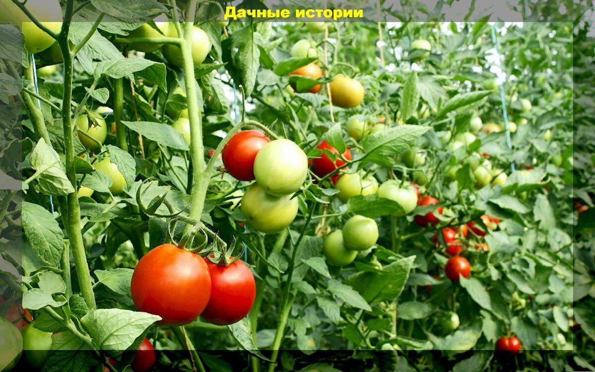 Заботы с томатами: скручивание листьев, фитофтора, вредители и не всегда очевидные проблемы