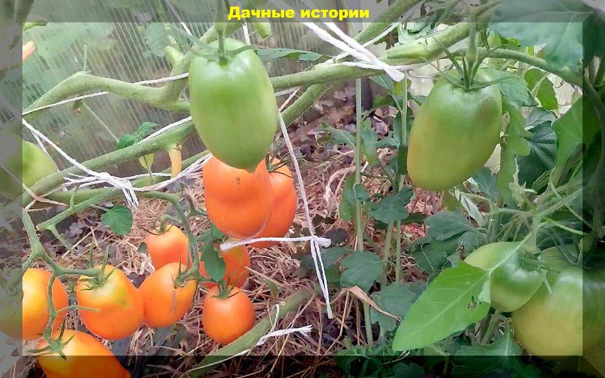Заботы с томатами: скручивание листьев, фитофтора, вредители и не всегда очевидные проблемы