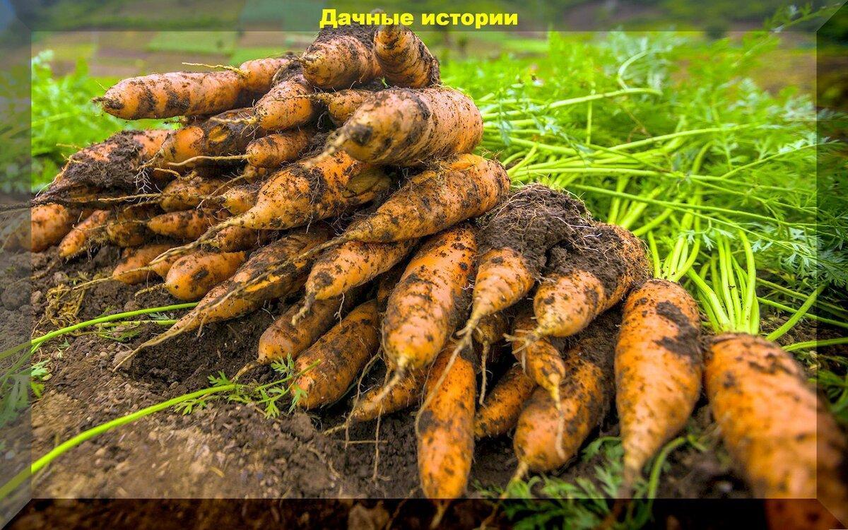 Морковка будет сладкой, ровной и крупной: выращивание, посадка, уход, советы начинающим дачникам
