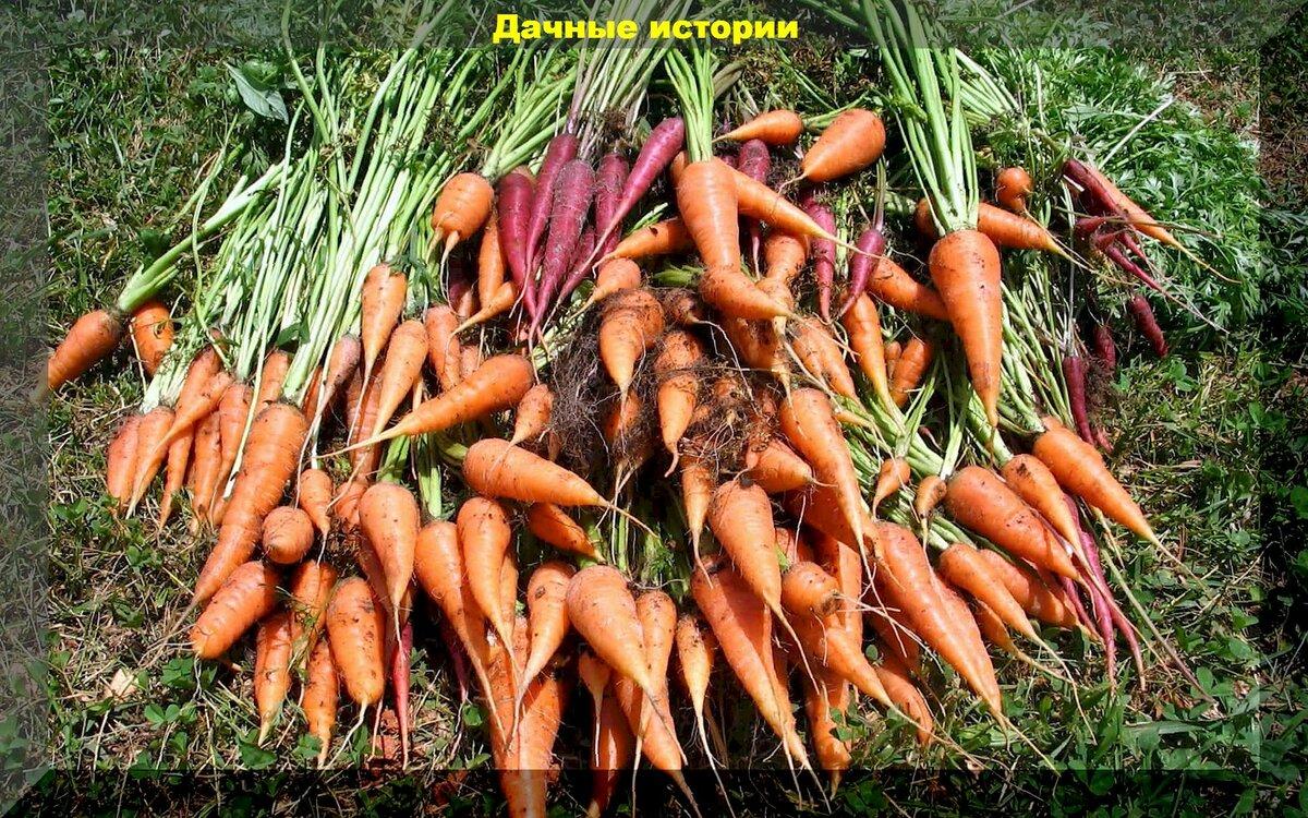 Морковка будет сладкой, ровной и крупной: выращивание, посадка, уход, советы начинающим дачникам