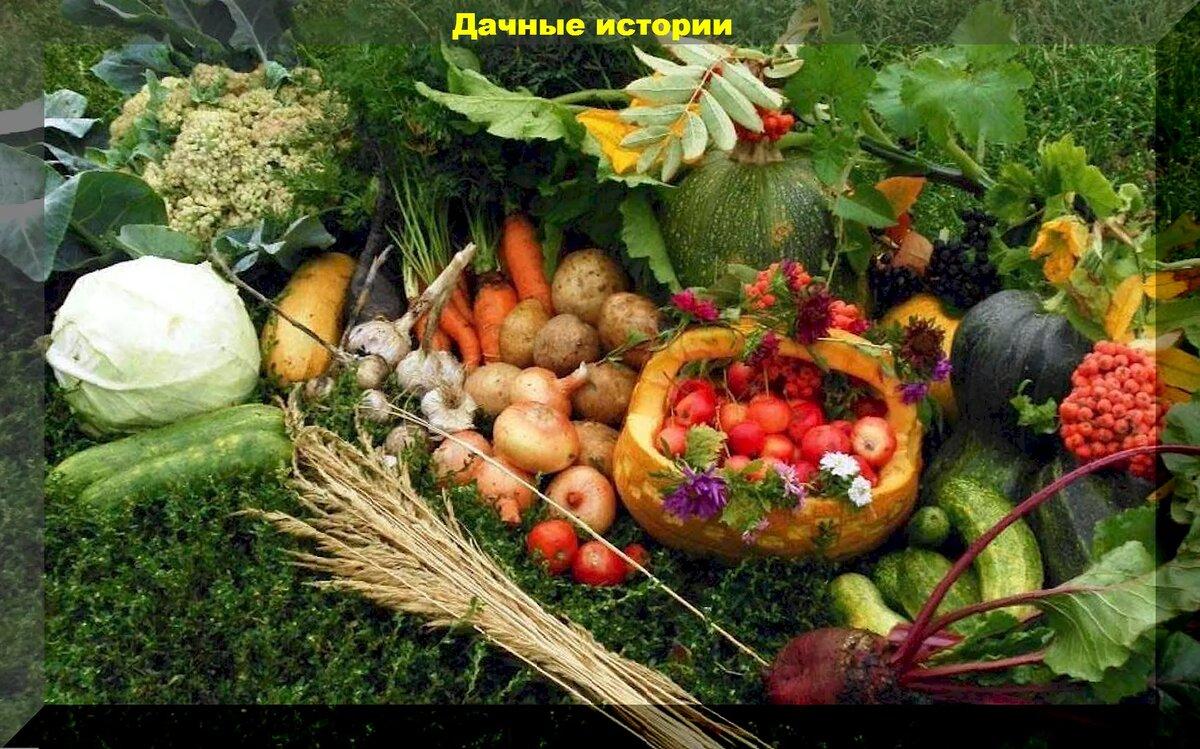 Август на даче: что можно сеять, что нужно удобрять, как готовить компост, как защитить участок от вредителей и болезней