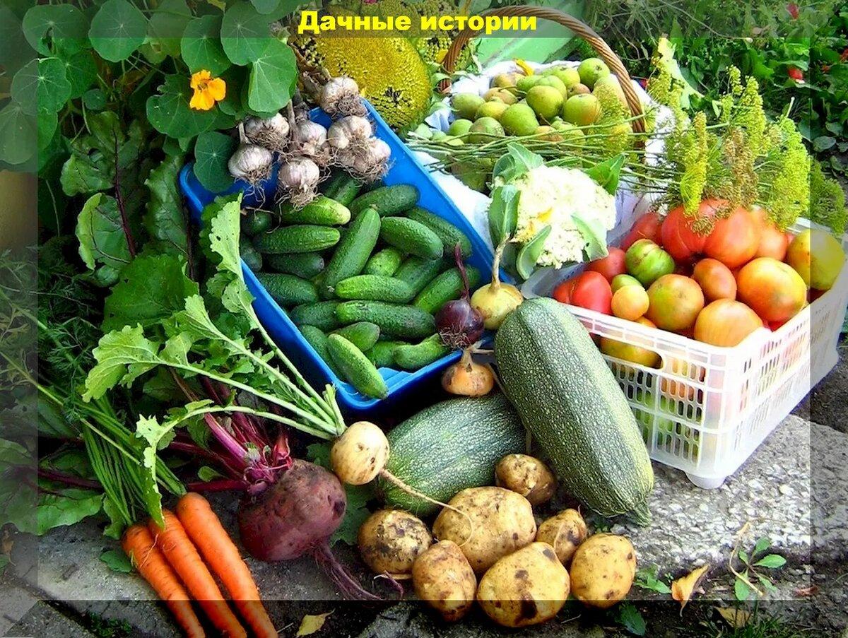 Август на даче: что можно сеять, что нужно удобрять, как готовить компост, как защитить участок от вредителей и болезней