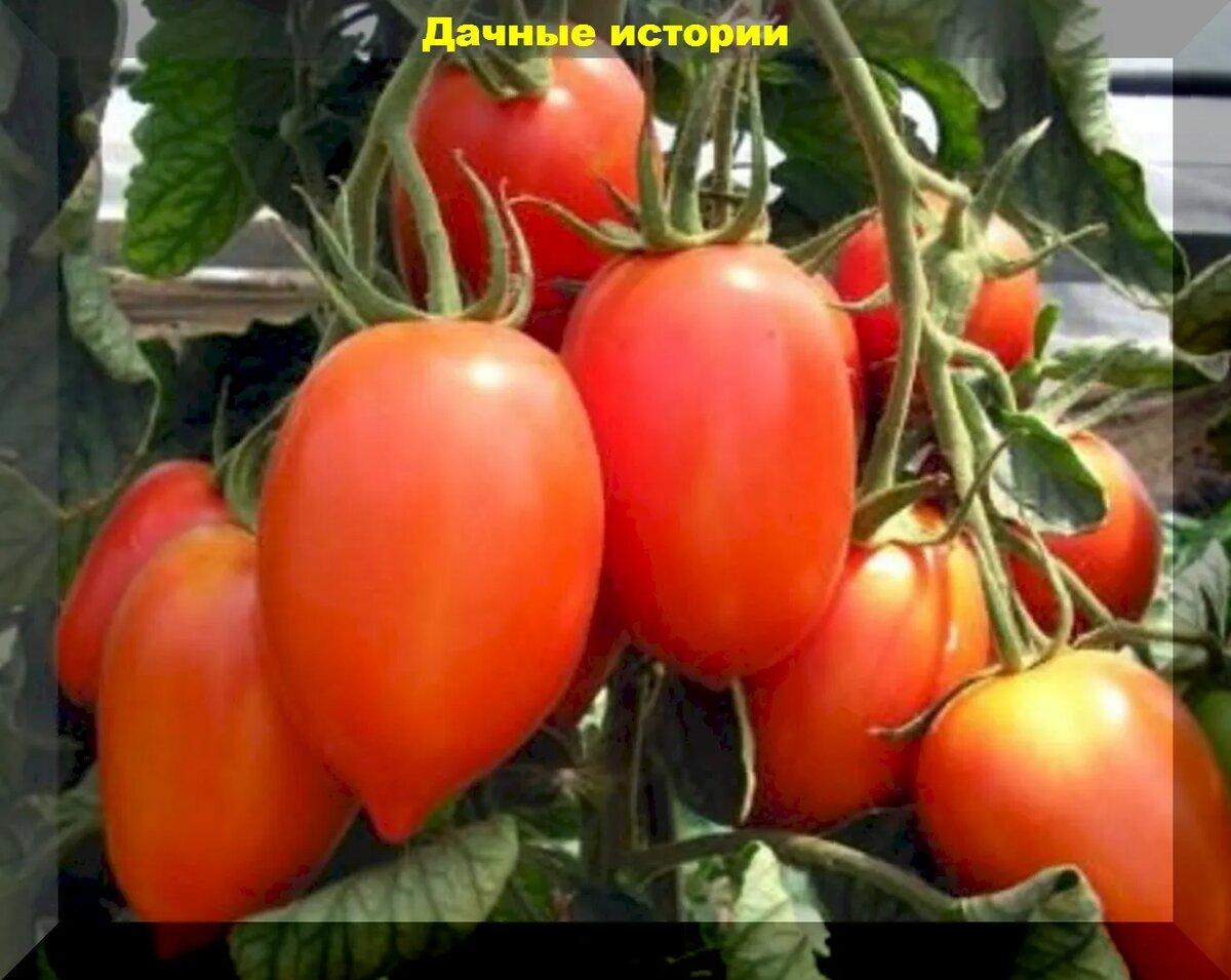 Консервация помидор - только научный подход. Сорта для вяленья и консервации