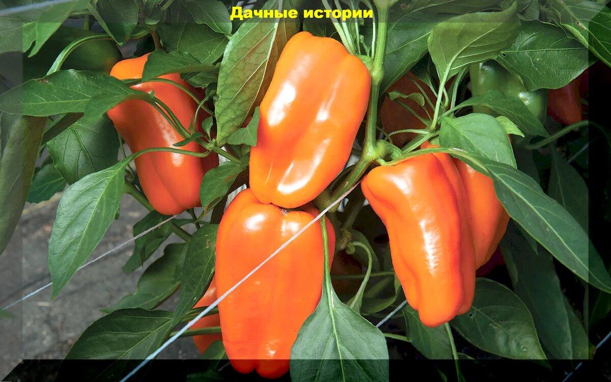 Рецепт органической подкормки перцев для ускорения созревания и урожайные сорта-гибриды радующие высокими урожаями при любой погоде