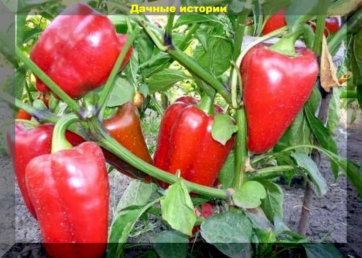 Рецепт органической подкормки перцев для ускорения созревания и урожайные сорта-гибриды радующие высокими урожаями при любой погоде