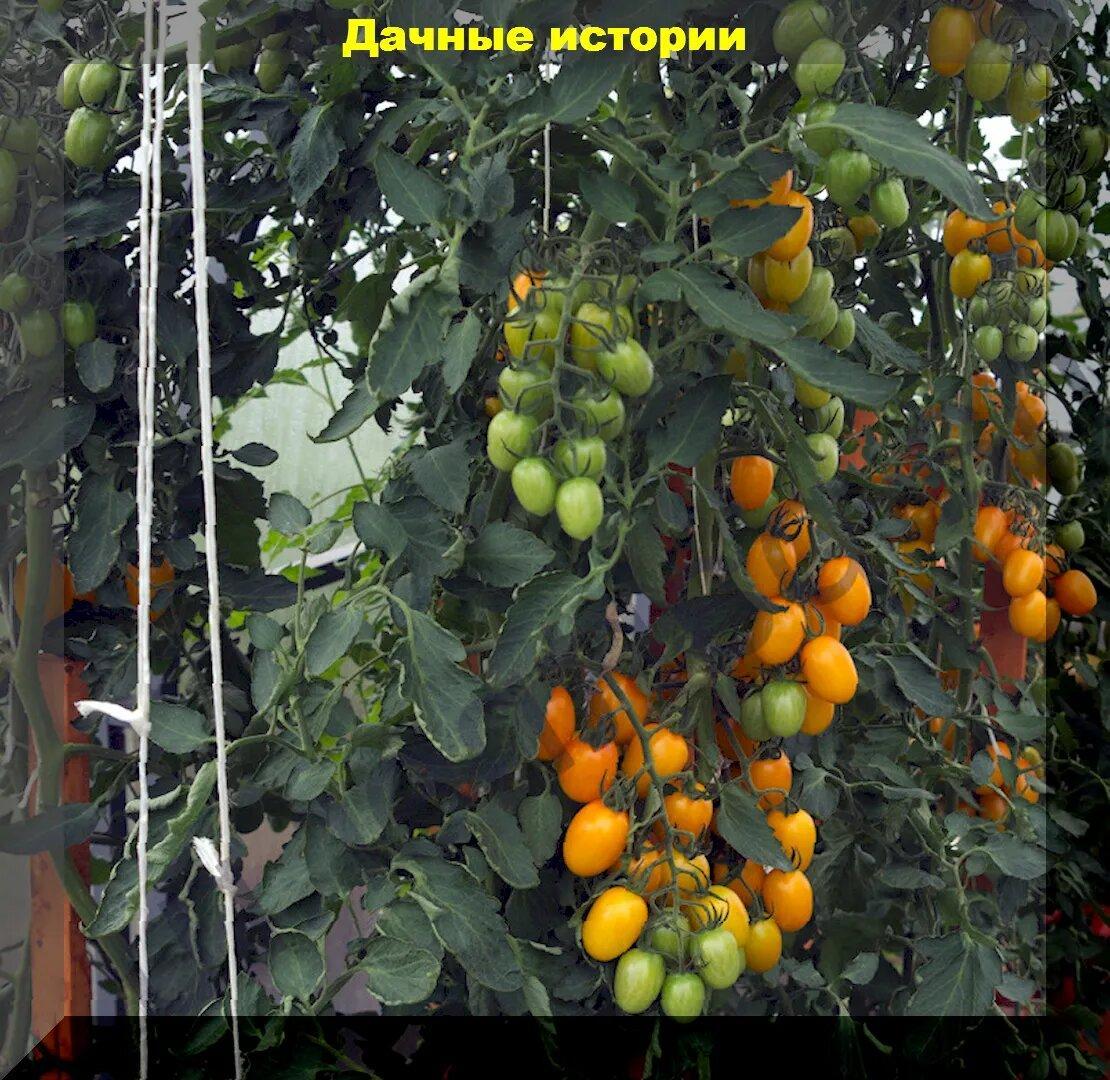 Томаты в августе: нужно ли удалять листья на томатах, как увеличить урожай и защитить томаты от болезней