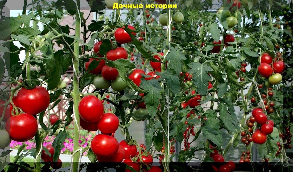 Томаты в августе: нужно ли удалять листья на томатах, как увеличить урожай и защитить томаты от болезней