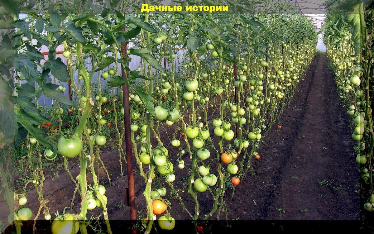 Томаты в августе: нужно ли удалять листья на томатах, как увеличить урожай и защитить томаты от болезней