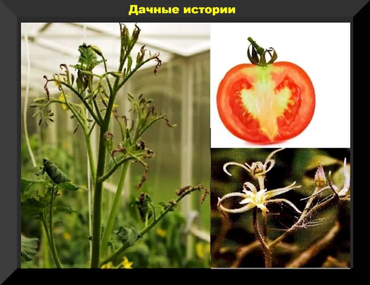 Томатные проблемы: фитофтора и причины почему томаты выросли несладкие, твердые и белые внутри