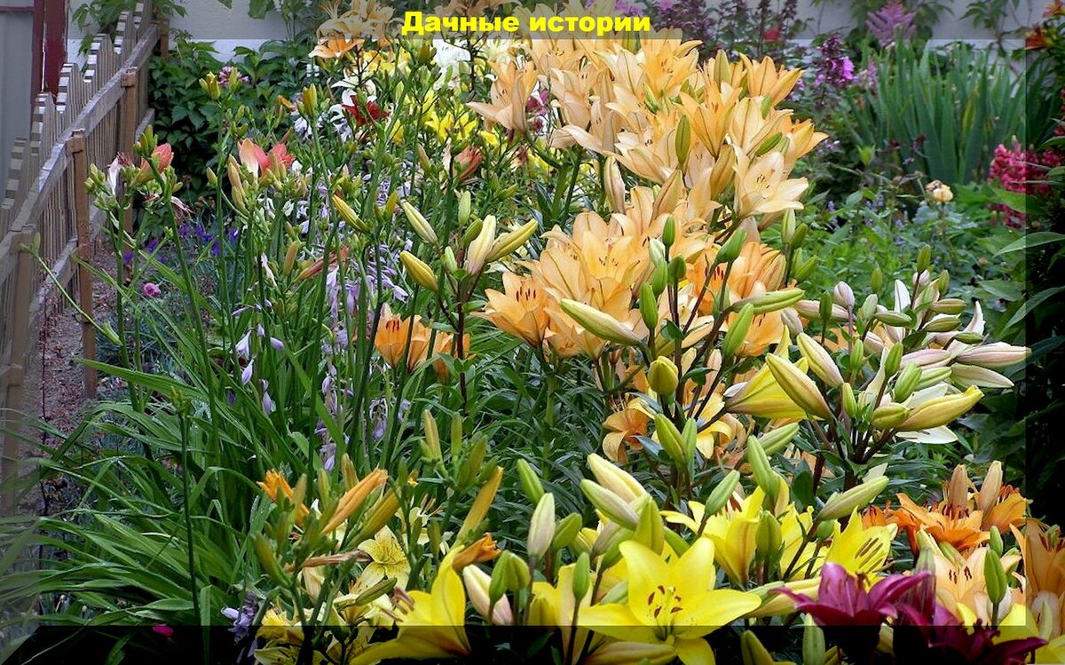 Лилии после цветения: способы лечения гнилостных поражений и правильная посадка обработанных луковиц