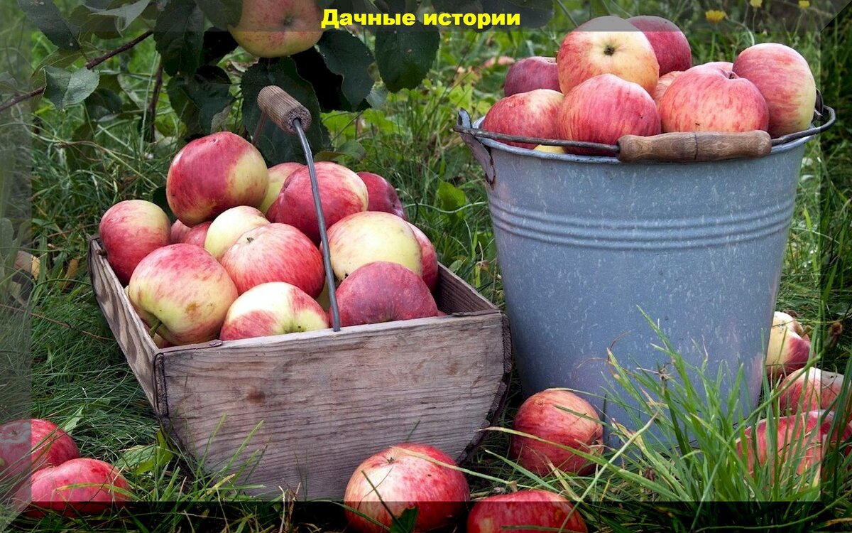 Важные дачные дела на август: шпаргалка, что нужно успеть сделать в августе на участке