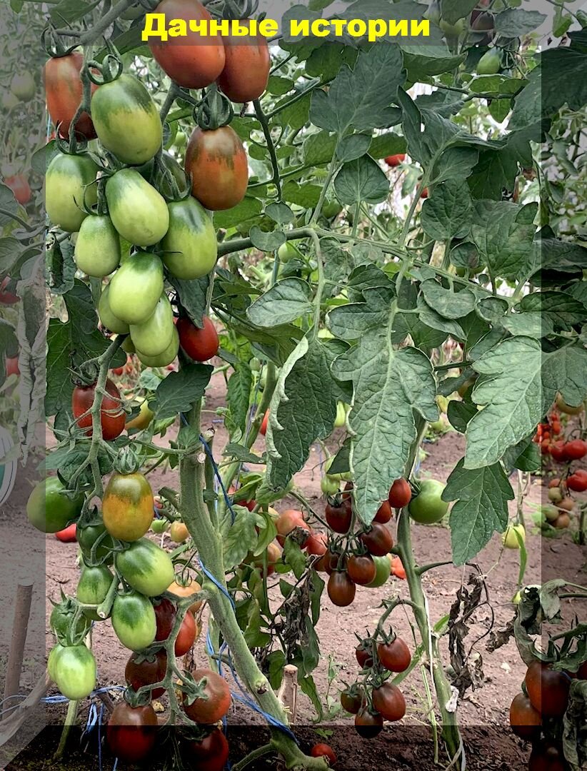 Томаты в августе: как получить хороший урожай томатов и уберечь их от разных проблем