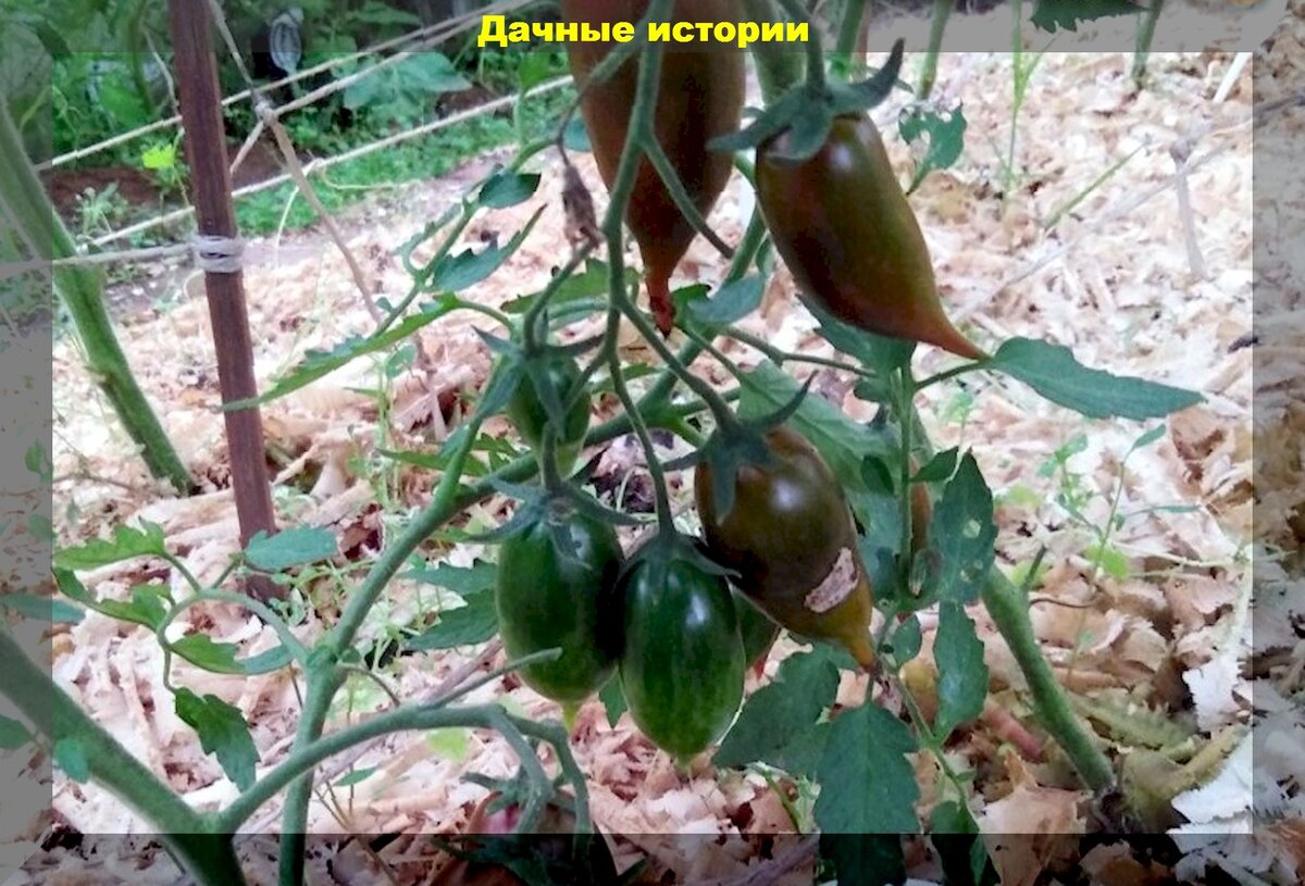 Томаты в августе: как получить хороший урожай томатов и уберечь их от разных проблем