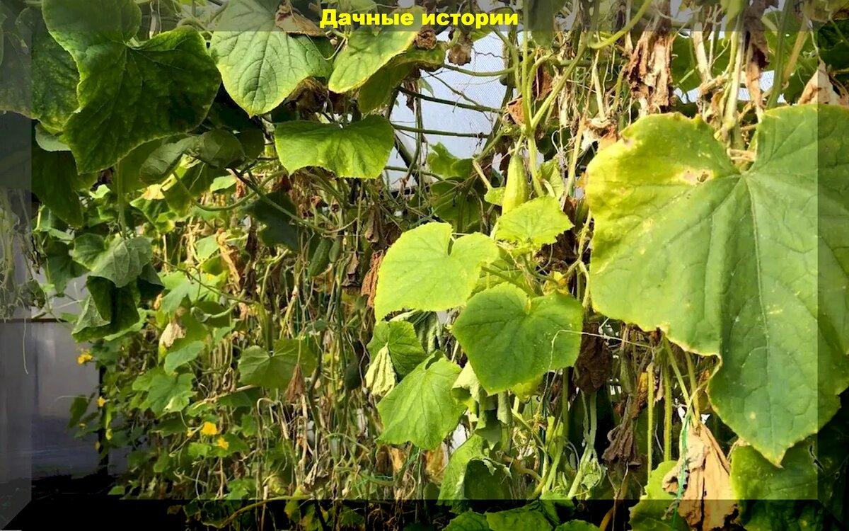 Огурцы в конце сезона: омолаживаем растение, защищаем от болезней и вредителей, маринованные и квашенные огурцы на любой вкус