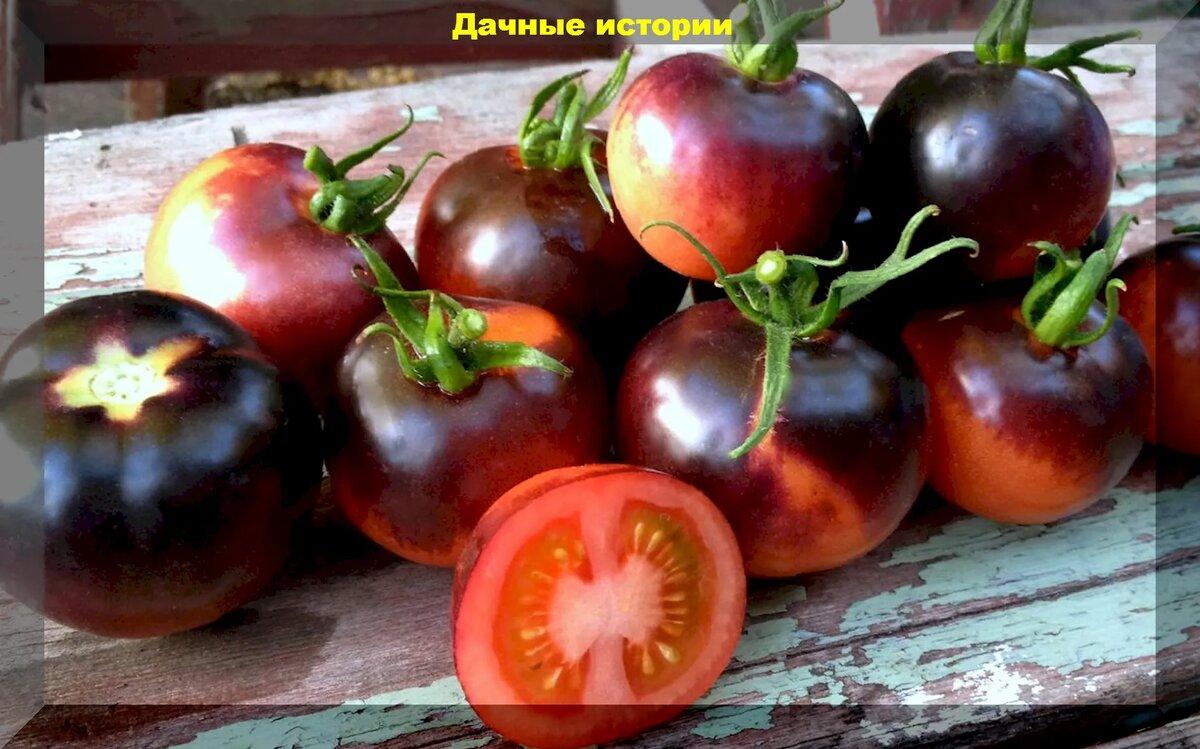 Томаты в конце сезона: чем не надо подкармливать томаты, как ускорить получение урожая и победить кладоспориоз и фитофтороз
