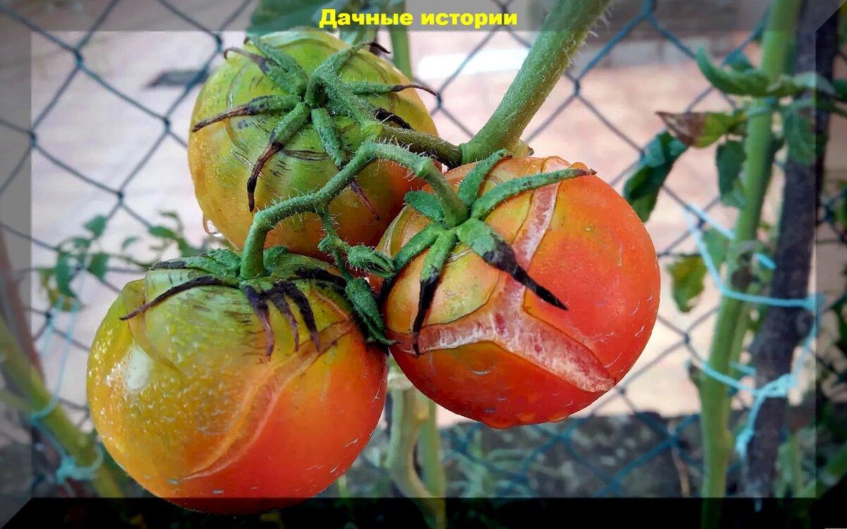 Томаты в конце сезона: чем не надо подкармливать томаты, как ускорить получение урожая и победить кладоспориоз и фитофтороз