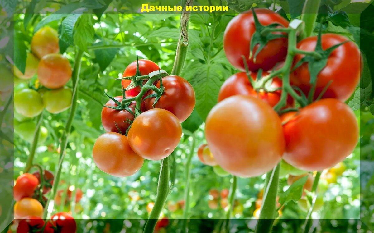 Правила для отличного урожая томатов: важные советы и ответы на вопросы дачников, как вырастить богатый урожай помидор
