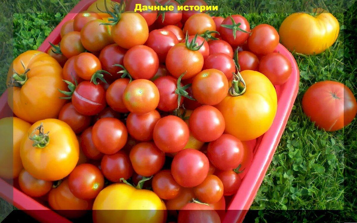 Правила для отличного урожая томатов: важные советы и ответы на вопросы дачников, как вырастить богатый урожай помидор