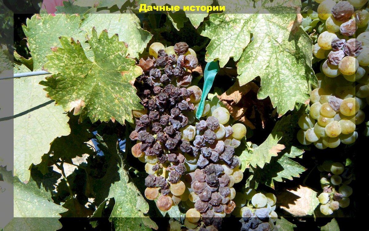 Как обработать виноград от милдью и защить от нашествие ос, как черенковать смородину: отвечаем на этот и другие вопросы начинающих дачников