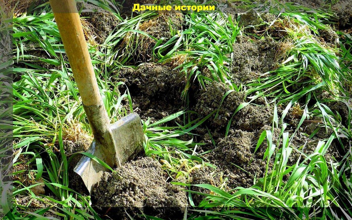 Сидераты осенью: оздоровление почвы на участке и в теплице доступное любому дачнику