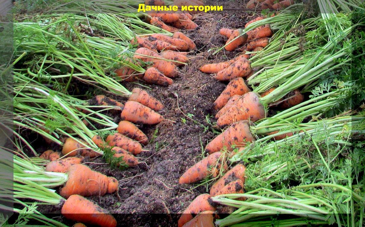 Начало осени: когда собирать, как увеличить и улучшить урожай моркови и свеклы