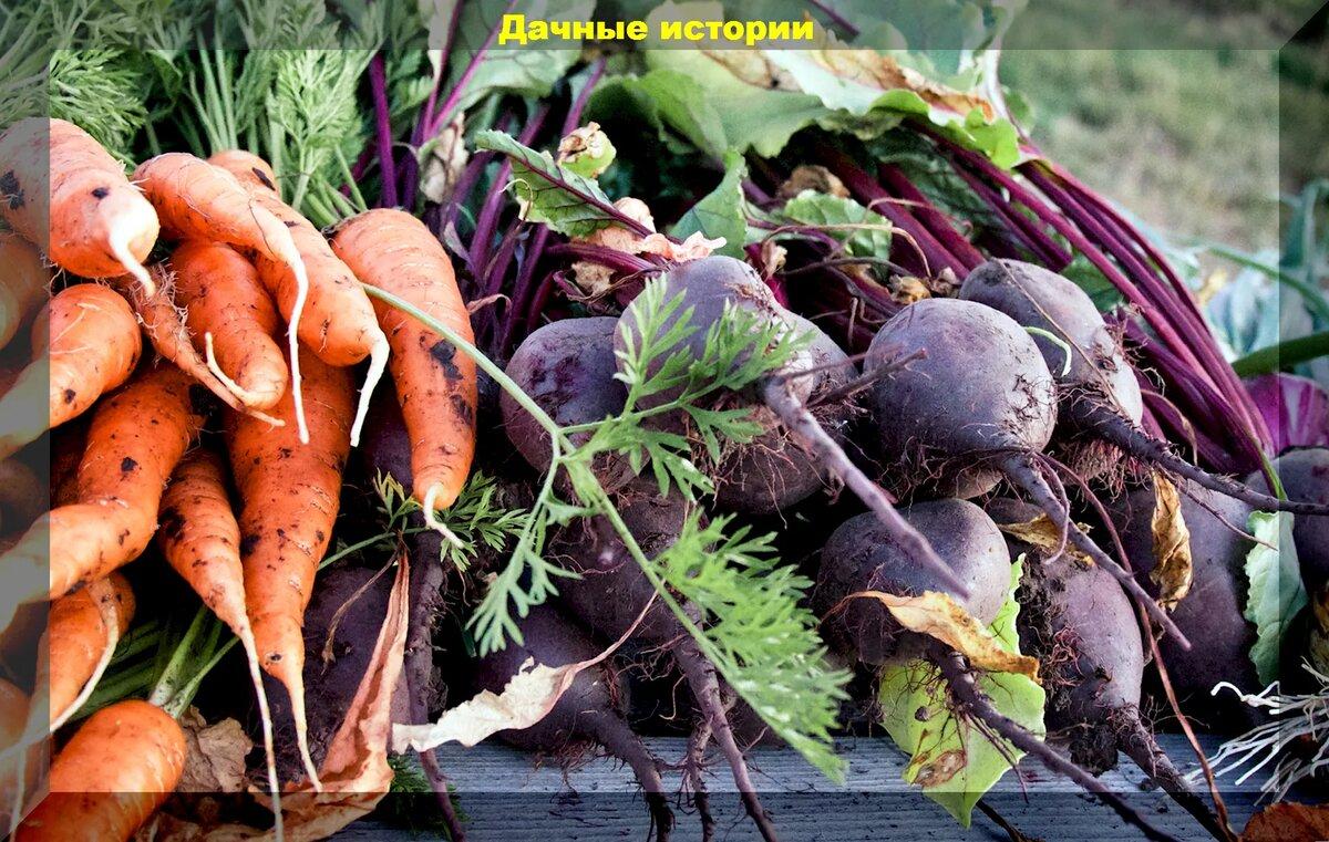Начало осени: когда собирать, как увеличить и улучшить урожай моркови и свеклы