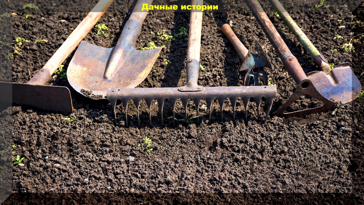 Копать или не копать почву, а если копать, что вносить при перекопке: отвечаем на эти и другие вопросы начинающих дачников