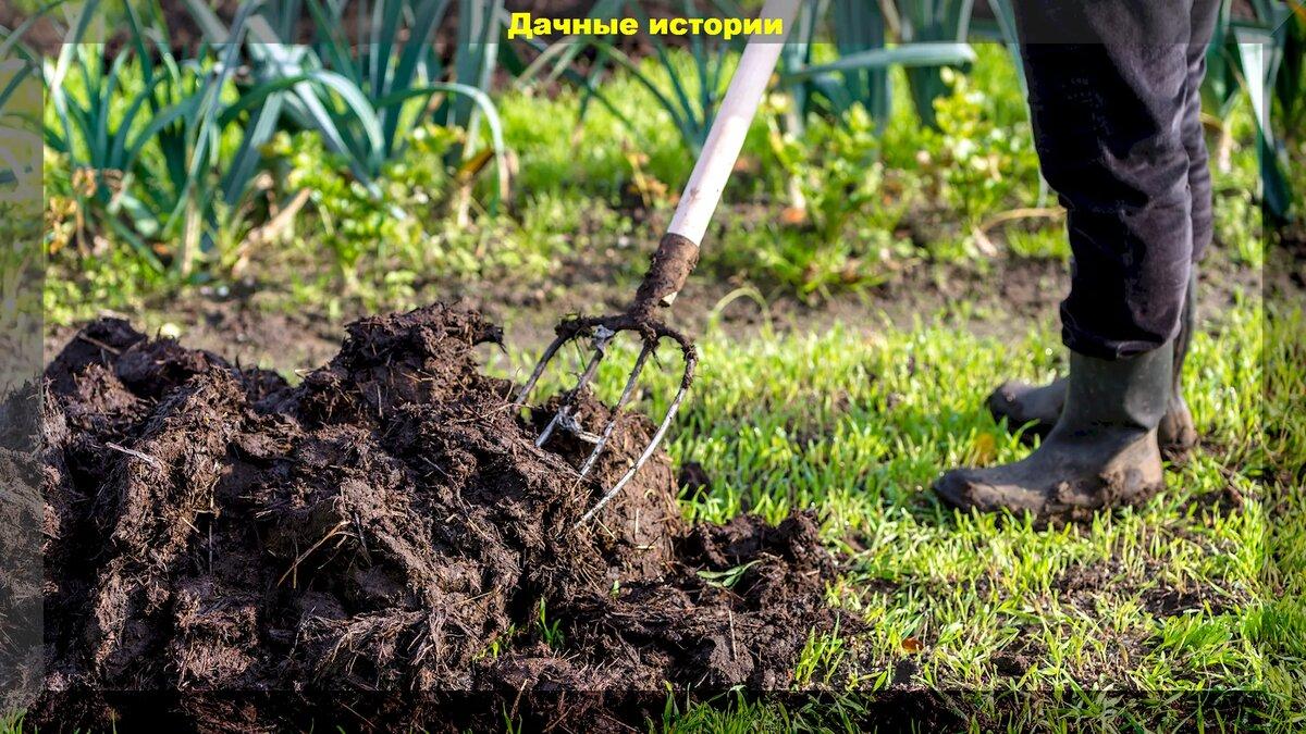 Копать или не копать почву, а если копать, что вносить при перекопке: отвечаем на эти и другие вопросы начинающих дачников