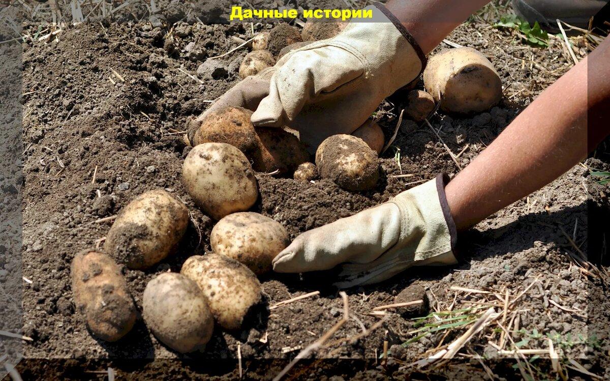 Второй хлеб: когда правильно выкапывать картофель, как отобрать клубни картофеля на семена, ответы на вопросы дачников