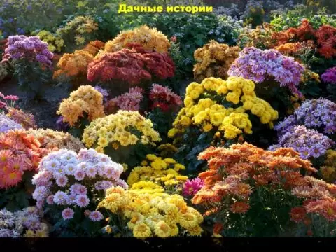 Осень на даче: подробные ответы на самые интересные и актуальные вопросы от начинающих дачников