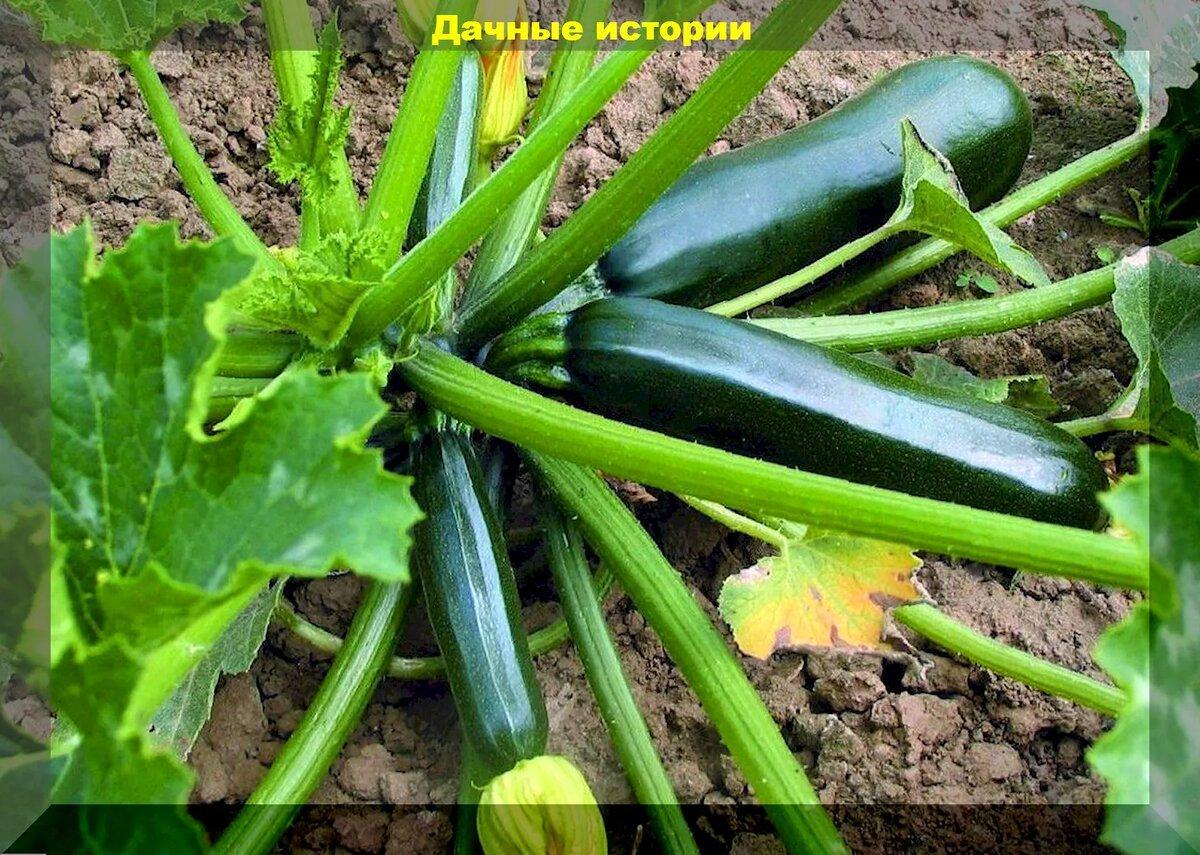 Проверенные, вкусные, урожайные и неприхотливые кабачки: нюансы выращивания кабачков, виды, агротехнические секреты