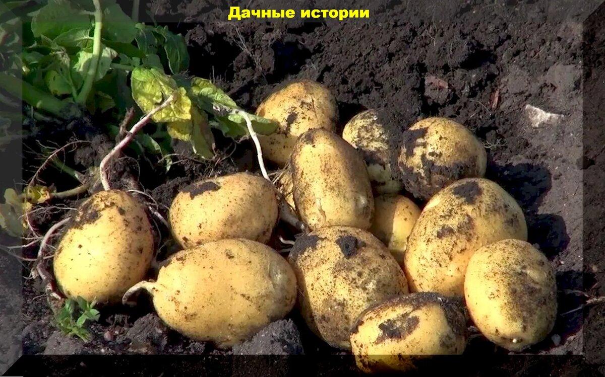 Картофель по картофелю: тонкости ухода, сроки сбора урожая, вкусные и урожайные сорта