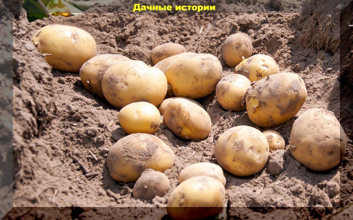 Здоровый и вкусный картофель – важные мероприятия по осени и обработка клубней весной