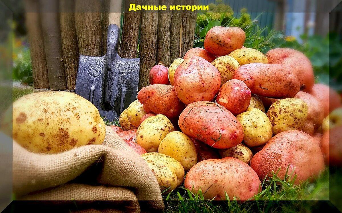 Здоровый и вкусный картофель – важные мероприятия по осени и обработка клубней весной