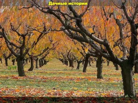 Как и зачем обрезать малину, правильно ее сажать и за ней ухаживать: ответы вопросы начинающих дачников об осенних заботах в плодовом саду