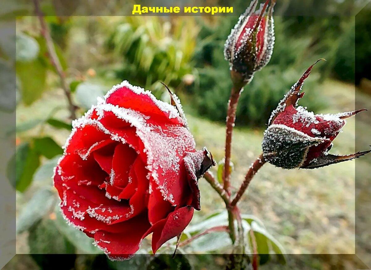 Розы и уход за ними, важные правила укрытия кустов роз на зиму: ответы на вопросы по теме выращивания роз