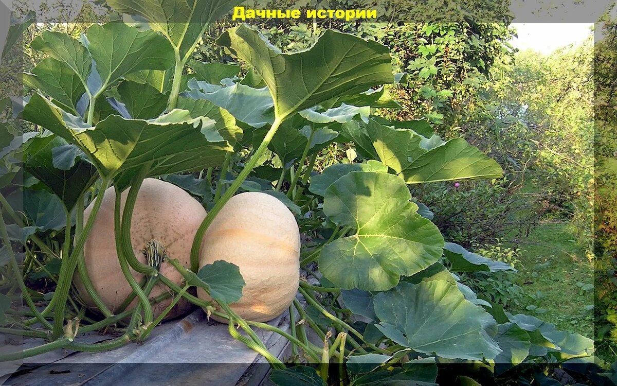 Как вырастить гигантскую тыкву, как ускорить созревание тыквы, когда собирать и как ее хранить