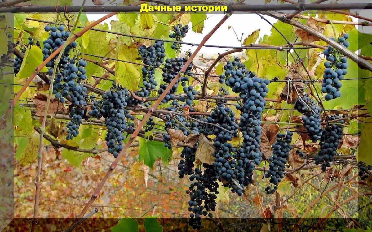 Подготовка винограда к зиме: ответы на актуальные вопросы начинающих дачников по теме осеннего ухода за виноградом
