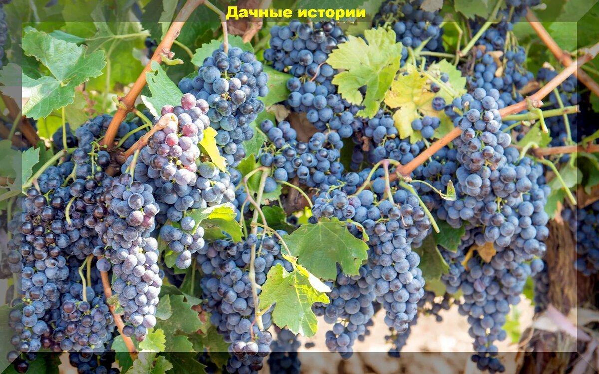 Подготовка винограда к зиме: ответы на актуальные вопросы начинающих дачников по теме осеннего ухода за виноградом