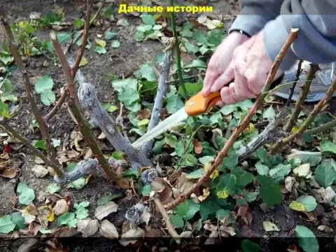 Цветник в конце сезона: важные цветочные дела с самыми распространенными многолетниками