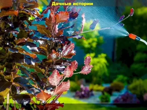 Важные работы на участке в октябре: искореняющая обработка, внесение триходермы, сбор и заготовка урожая впрок
