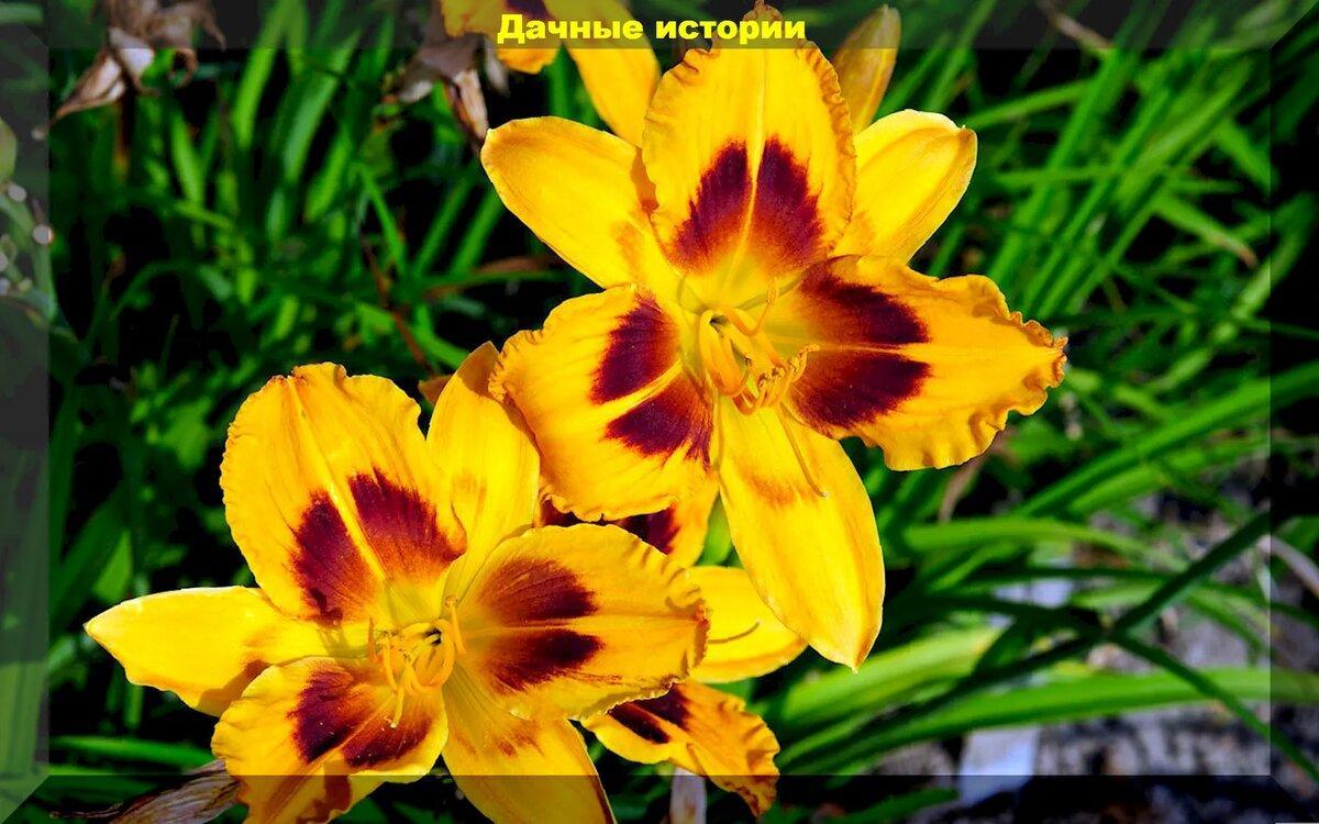 Неприхотливые сорта красивейших лилейников: просто находка для малоуходного цветника